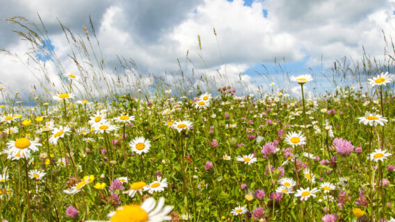 Agri-environment, Support Payment and Grant applications photo